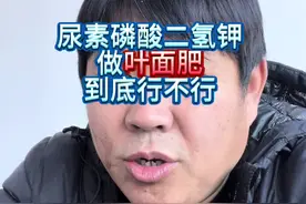 尿素磷酸二氢钾做叶面肥到底行不行？#磷酸二氢钾 #尿素 #自制叶面肥 #叶面肥这样用更高产 #抖音助农