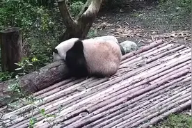 吃饱枕着木桩就睡了，换个姿势席地而睡，真是不拘小节的小花局