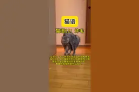 百分之九十的猫咪听了都会炸毛哦。让你家猫咪也听听吧。#猫语十级 #猫咪生气 #猫咪炸毛