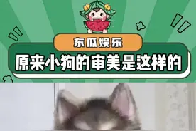 原来狗狗的审美是这样的#萌宠#狗狗#颜值#万万没想到