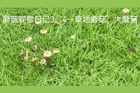 蘑菇观察日记3、4—草地蘑菇Vs大蘑菇#草地长的蘑菇有毒吗视频封面