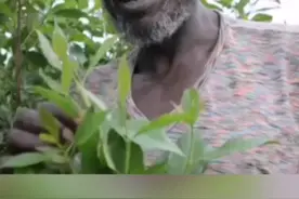 也门这个国家80%的人都在吃一种叫恰特草的植物，吃了为何会上瘾呢#涨见识 #奇闻奇事 #也门 #恰特草视频封面