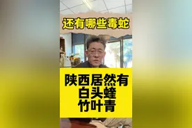 陕西居然有白头蝰蛇 #白头蝰 #竹叶青 #原矛头蝮 #菜花原矛头蝮
