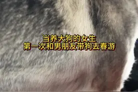 春天当然要带小狗们出去春游啦#带着毛孩子勇闯春天 #动物的迷惑行为 #捷克狼犬视频封面