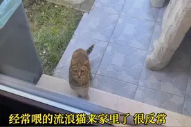 经常喂的流浪猫太聪明了，还知道求助人类，还能找到家里视频封面