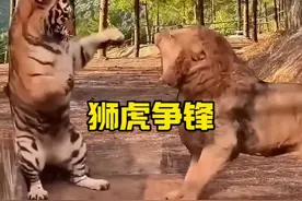 老虎和雄狮的实力谁更强悍#动物世界精彩解说 #解说版动物世界