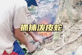 抓捕泼皮蛇#野生动物零距离 #神奇的动物在抖音