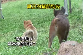 它们用行动重新诠释，什么叫猪朋狗友#万物皆有灵性 #狗狗视频封面