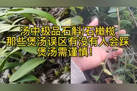 煲汤界中的极品石斛石橄榄煲汤需谨慎，躲避误区喝的舒心#石斛视频封面