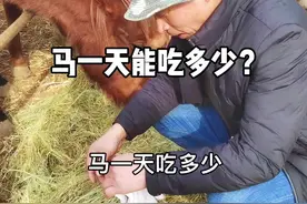马一天到底要喂多少东西？成本是多少？算清楚了，再决定养马还是不养马！#骑马 #马术 #野骑 #马场日常 #马术俱乐部视频封面
