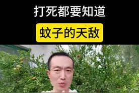 打死都要知道，蚊子的天敌建议收藏#科普一下 #涨知识 #蚊子克星 #生活小妙招 #自媒体创业 @DOU+小助手视频封面