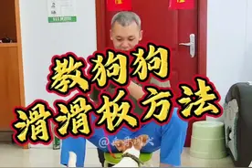 狗狗练习滑板车的方法，喜欢的朋友一起交流学习 狗狗练习滑板车的方法，喜欢的朋友一起交流学习#杰克罗素梗 #训犬 #滑板狗 #萌宠出道计划 #不养狗不知道养狗的乐趣