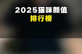 25年宠物猫颜值排名！ #我和我的猫 #养宠进阶指南 #萌宠好物 #养猫人 #萌宠好物