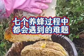 学会这七个养蜂应急方法，你的养蜂路上再也不难  #养蜂技术 #养蜂应急方法视频封面