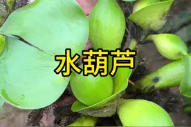 水葫芦 没想到这个还可以炒来吃#你的家乡有这种植物吗 #植物科普 #识百草视频封面