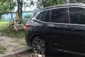 它的五只幼猫钻的车底不见了，车也开走了，猫妈一直以为还再车底地里面，用猫语再呼唤它们#流浪猫视频封面