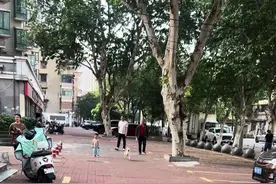 #柴犬#柴犬日常#滑步狗跳跳#开心小狗#治愈小狗