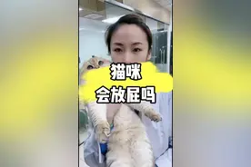 猫咪会放屁吗？#科学养宠攻略 #猫咪 #新手养猫技巧 #萌宠 #抖音萌宠