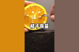 取出桔子种子育苗 #三农 #桔子育苗 #育苗 #桔子种植