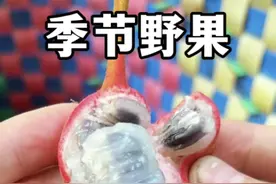 森林里的季节限定野果小花紫玉盘，释迦果的亲戚。#植物科普 #一日一植物 #紫玉盘#野果视频封面