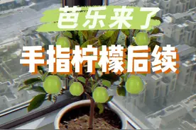 把番石榴种家里当绿植的，估计我是位列前茅了吧？#种植小技巧 #记录我的种植生活 #阳台种植 #芭乐 #手指柠檬视频封面