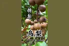 你见过一种要煮过才能吃的果子吗？而且在南方的山村里才有，我猜你肯定没吃过！#大自然的馈赠 #糖梨 #鸟梨 #我的乡村生活 #你的家乡有这种野果吗视频封面