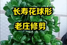 长寿花球形老庄修剪#爱生活爱养花 #养护小知识视频封面