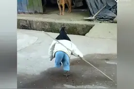 #动物趣事 #看一遍笑一遍 #鸡.猫，狗大决斗。動物世界在抖音。视频封面