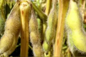 黄豆！对人类饮食作出贡献最多的植物之一 #科普 #科普一下 #黄豆 #豆腐 #毛豆视频封面