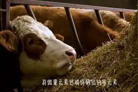 预混料，浓缩料，精补料的区别#养牛技术视频封面