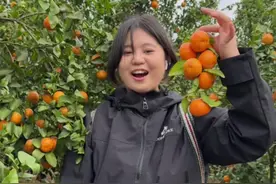 在广西有一个地方叫西林，这里的沙糖桔在阳光照耀下肆意生长#广西 #东北老铁西游记 #冬天就来黑龙江