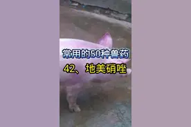 《常用的50种兽药》 42、地美硝唑，治疗猪回肠炎、猪痢疾、猪胀气，效果是别的兽药替代不了的。地美硝唑在养猪上怎么正确使用？点赞➕收藏！#养猪技术 #养猪人 #兽药 #兽医 #创作灵感视频封面