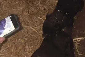 #惊不惊喜 #黑熊 #合法饲养请勿模仿  哦呦~你们摸不到🤣。视频封面