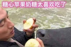 奶糖牛牛喜欢吃苹果 #小伙把家里的牛宠成“小孩儿”    奶糖喜欢吃甜食，牛牛还有个爱好就是喝奶，有奶瘾视频封面