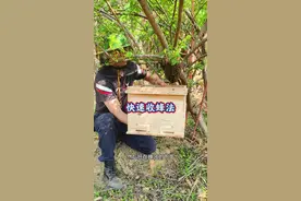 户外快速收蜂方法 #户外收蜂 #收蜂过箱