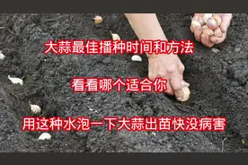 种大蒜掌握好播种时间和方法很关键，用这种水浸泡蒜出苗快没病害视频封面
