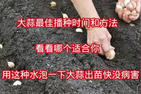 种大蒜掌握好播种时间和方法很关键，用这种水浸泡蒜出苗快没病害视频封面