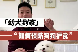 幼犬到家 | 如何预防狗狗护食？ #新手养狗 #萨摩耶 #养宠作业帮