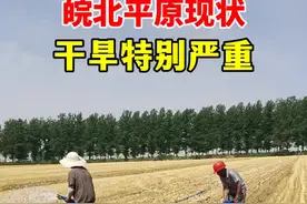 安徽今年干旱严重，安徽已经启动干旱四级响应！#抗旱救灾 #农民 #安徽蚌埠视频封面