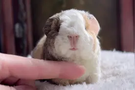 解锁荷兰猪声音开关#荷兰猪 #豚鼠 #萌宠日常记录 #荷兰猪日常