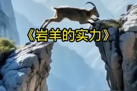 动物界忽略的攀岩高手，岩羊的实力到底有多强#野生动物零距离 #动物的迷惑行为 #内容启发搜索 #神奇动物在抖音视频封面