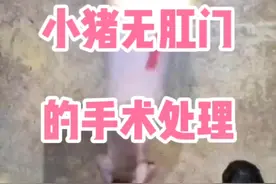 小猪无肛门的手术处理！ #所有养猪人 #养猪人不容易 #养猪人加油干 #抖音助农 #三农