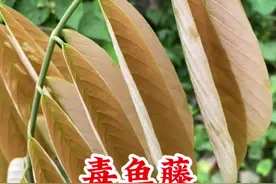 原来“毒鱼藤”长这样，看看你认识吗？