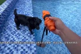 狗不喜欢玩具怎么办，狗狗和主人的玩具互动只是最基础的游戏过程视频封面