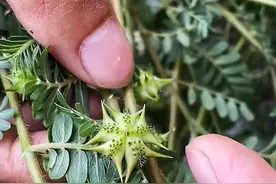 蒺藜#植物科普#植物视频封面