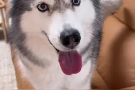 贝贝：谁心眼子多得过你呀！#哈士奇 #戏精上线视频封面