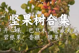 常见各种坚果树长啥样 开心果、巴旦木、夏威夷果、碧根果、腰果、香榧树长啥样？#植物科普 #坚果#开心果#巴旦木#碧根果视频封面