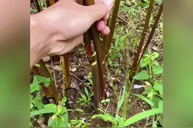 彼岸花也叫石蒜，跟大蒜是亲戚吗？ #搞笑#神评论#专治不开心