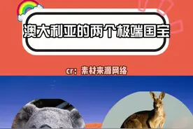 澳大利亚的两个国宝：没头脑和不高兴#冷知识 #澳大利亚 #袋鼠 #考拉视频封面