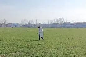 #砖家 #韭菜麦苗分不清#欠揍系列视频封面